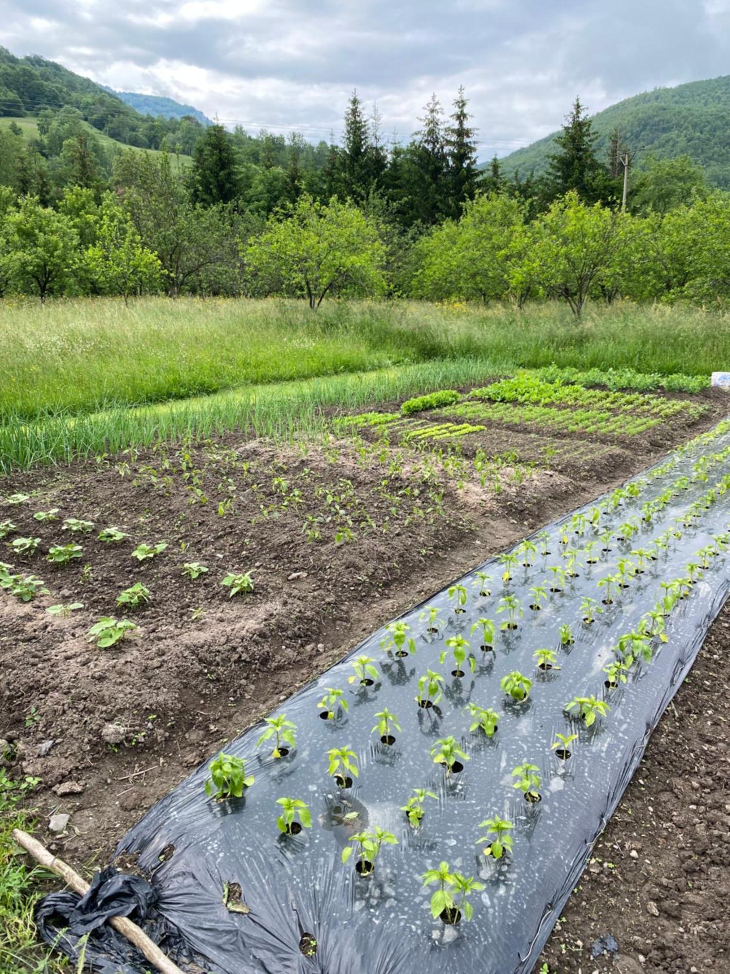 Farmstead Green Haven Mojkovac Eksteriør billede